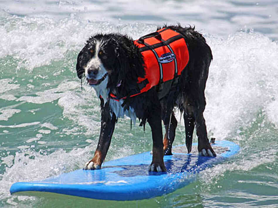 Nani, the 2009 Surfin' Paws Champion. Credit: Diane Edmonds