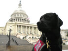 A black Lab puppy named Samba at the U.S. Capitol A black Lab puppy named Samba at the U.S. Capitol