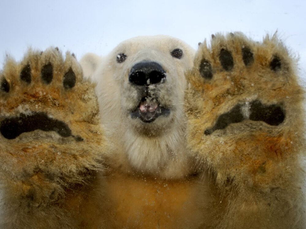 a polar bear looks into the camera