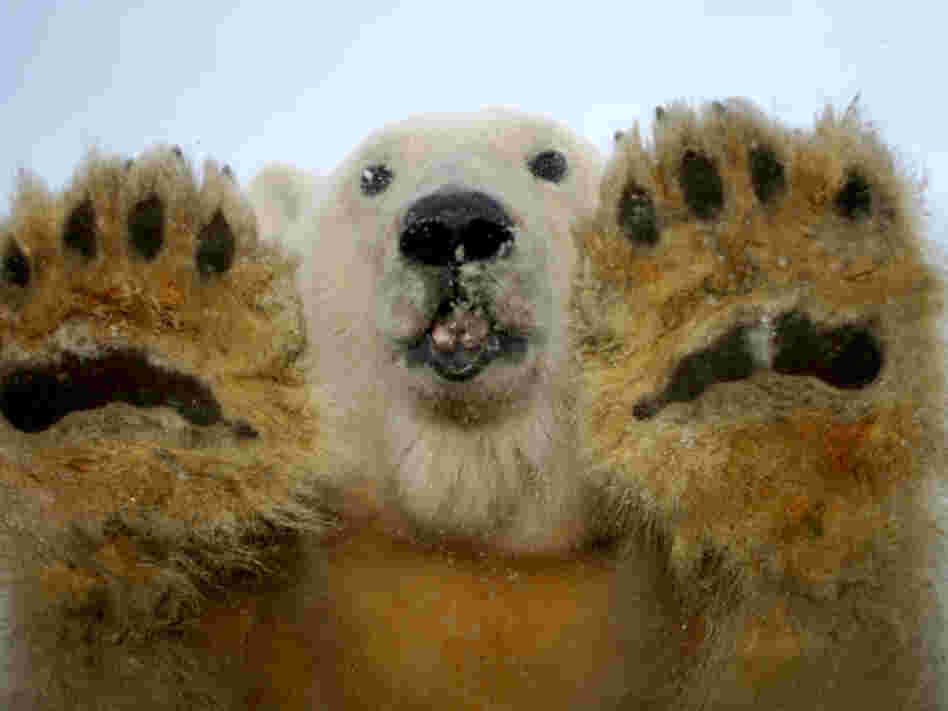 a polar bear looks into the camera
