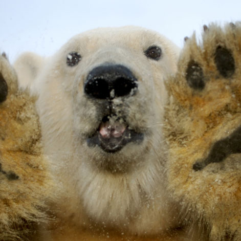 a polar bear looks into the camera