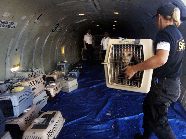 Transport of over 100 dogs rescued from Katrina