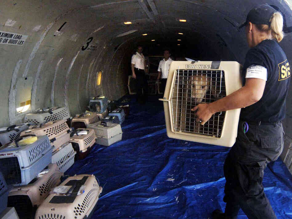 Transport of over 100 dogs rescued from Katrina