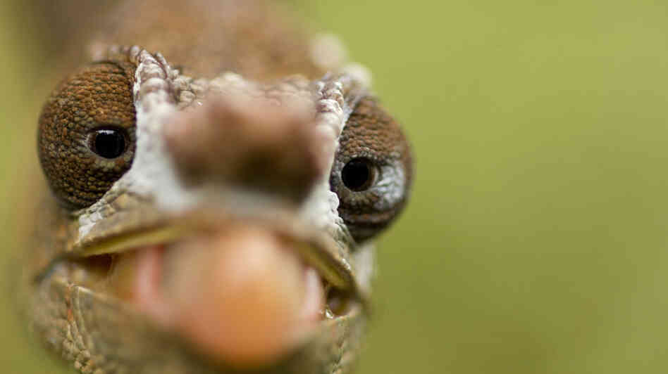 Short-horned chameleon (Calumma brevicornis) Short-horned chameleon (Calumma brevicornis)