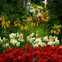 Flowers at Emily Dickinson: The Poetry of Flowers