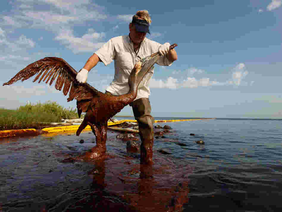 Plaquemines Parish coastal zone director P.J. Hahn lifts an oil-covered pelican