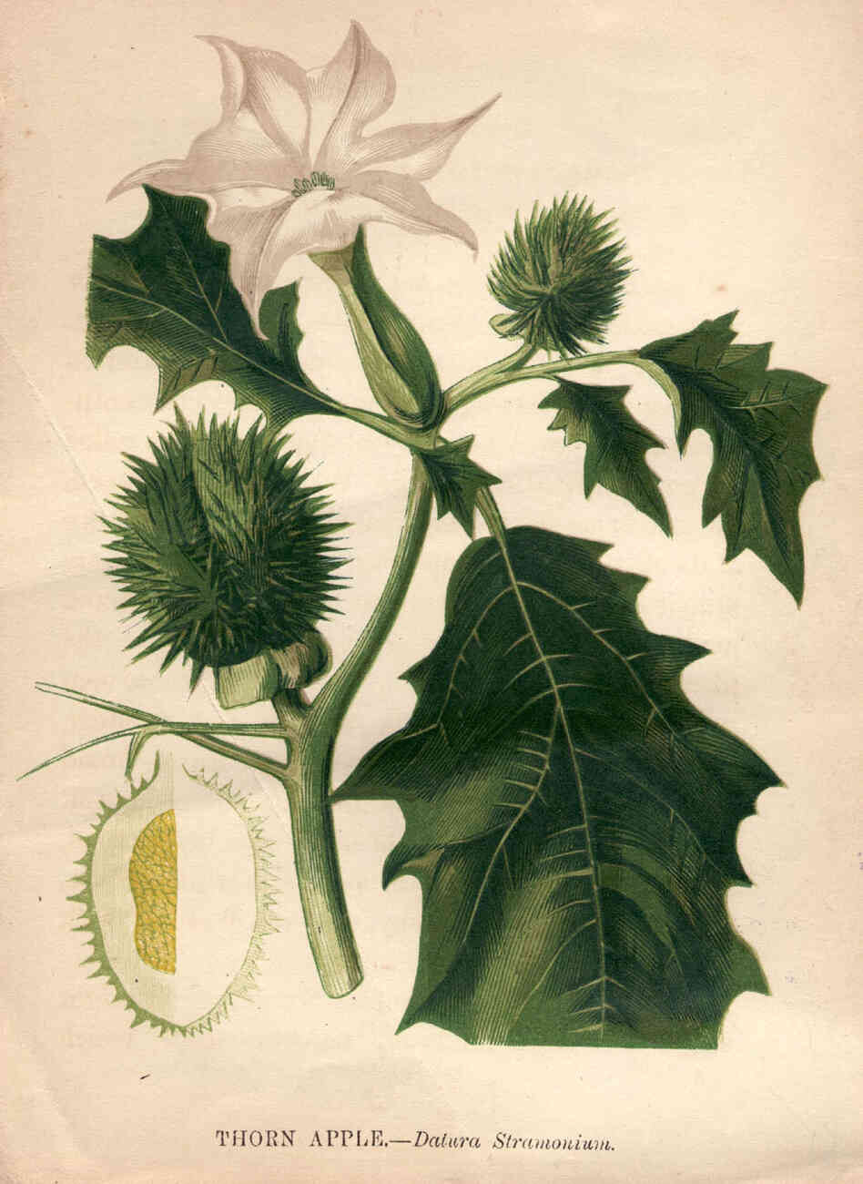 Illustration of the thorn apple, or datura stramonium.