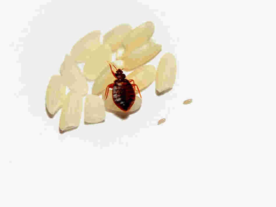 Bedbug on a grain of rice 