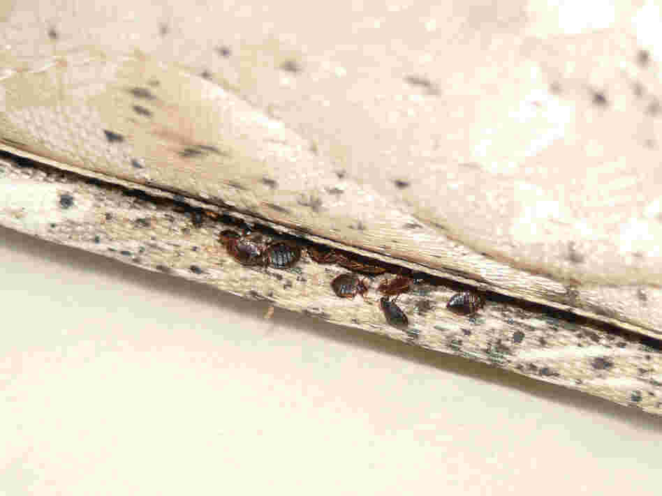 Bedbugs in a mattress
