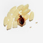 Bedbug on a grain of rice 