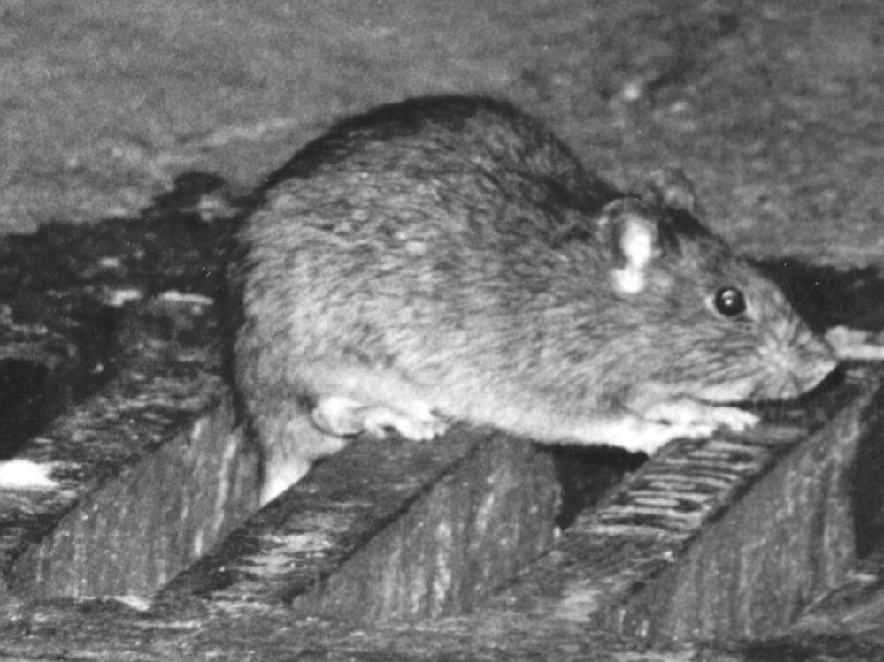 Sewer rat