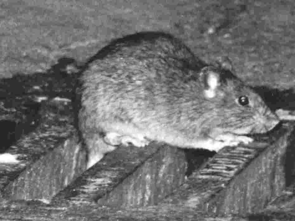 Sewer rat