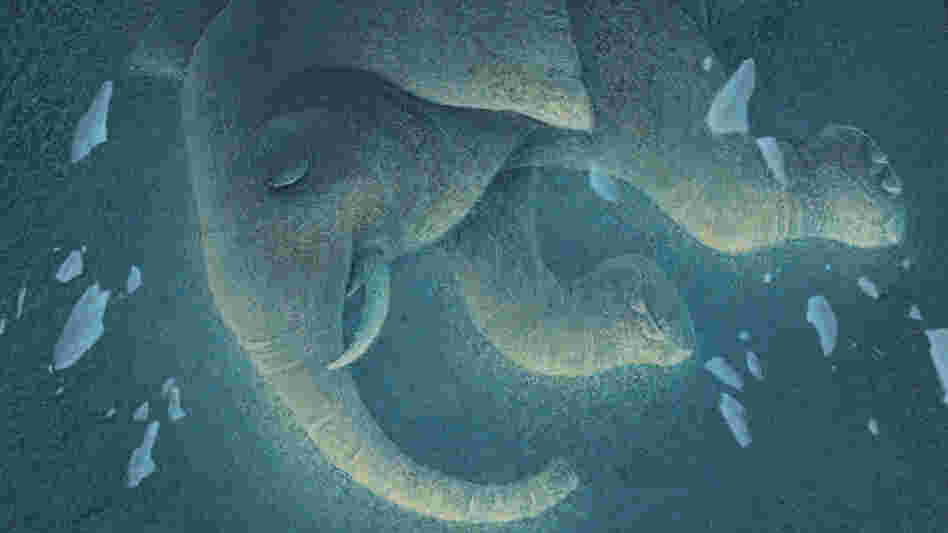 Elephant Wide Elephant Wide