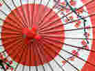 Cherry blossoms