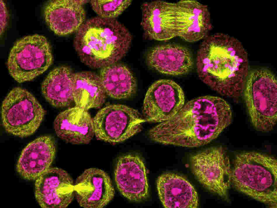 Mitosis