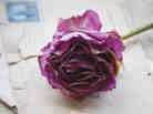 'The Postmistress' Cover Detail