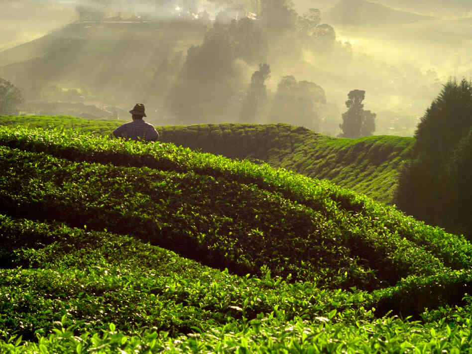 Tea plantation