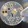 Petri Dish