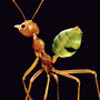 Cover detail: Adventure Among Ants Cover detail: Adventure Among Ants