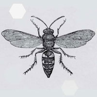 The Girl Who Kicked the Hornet's Nest