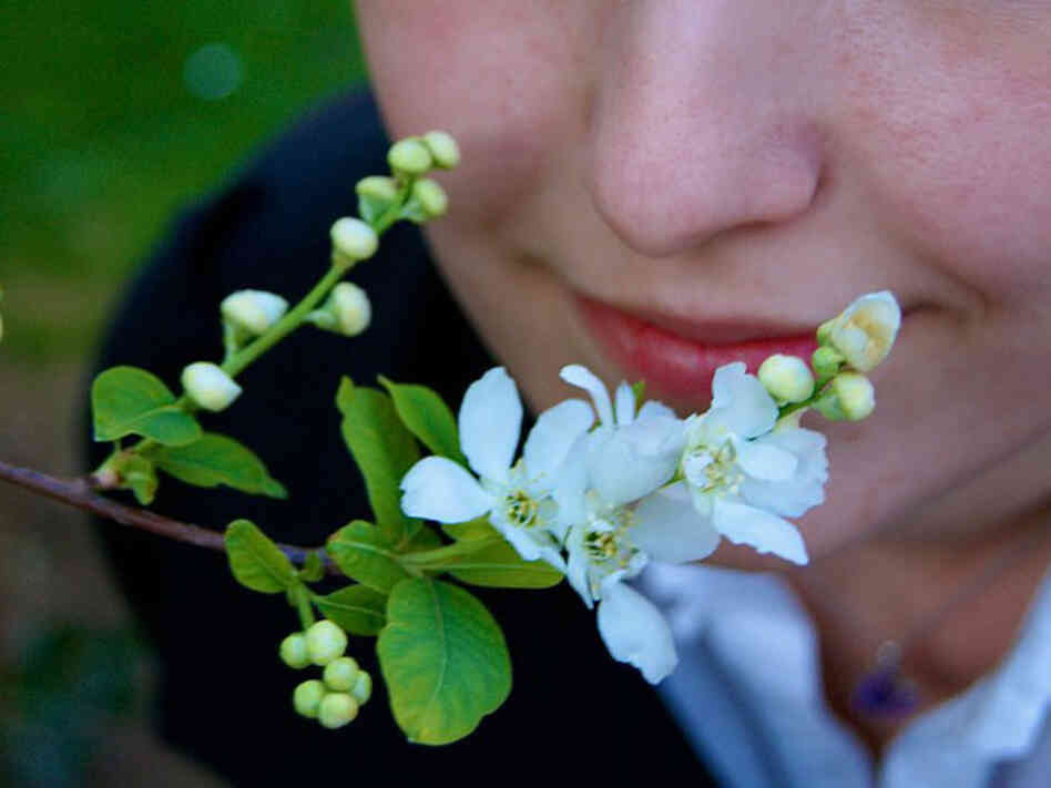 Smelling a flower Smelling a flower