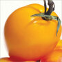 Cover of 'Ripe'