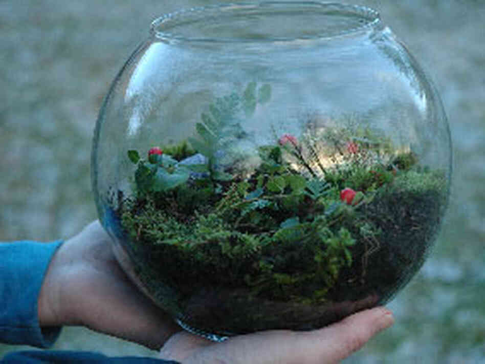 Terrarium