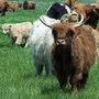Kristin Kimball's farm Kristin Kimball's farm