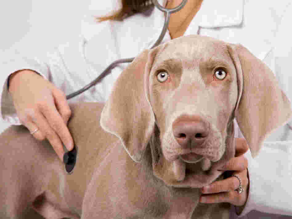 Dog receiving checkup