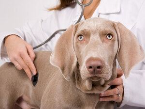 NPR Fresh Air: Helping Your ‘Good Old Dog’ Navigate Aging