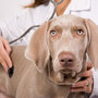 Dog receiving checkup Dog receiving checkup