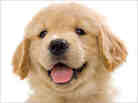Puppy Puppy
