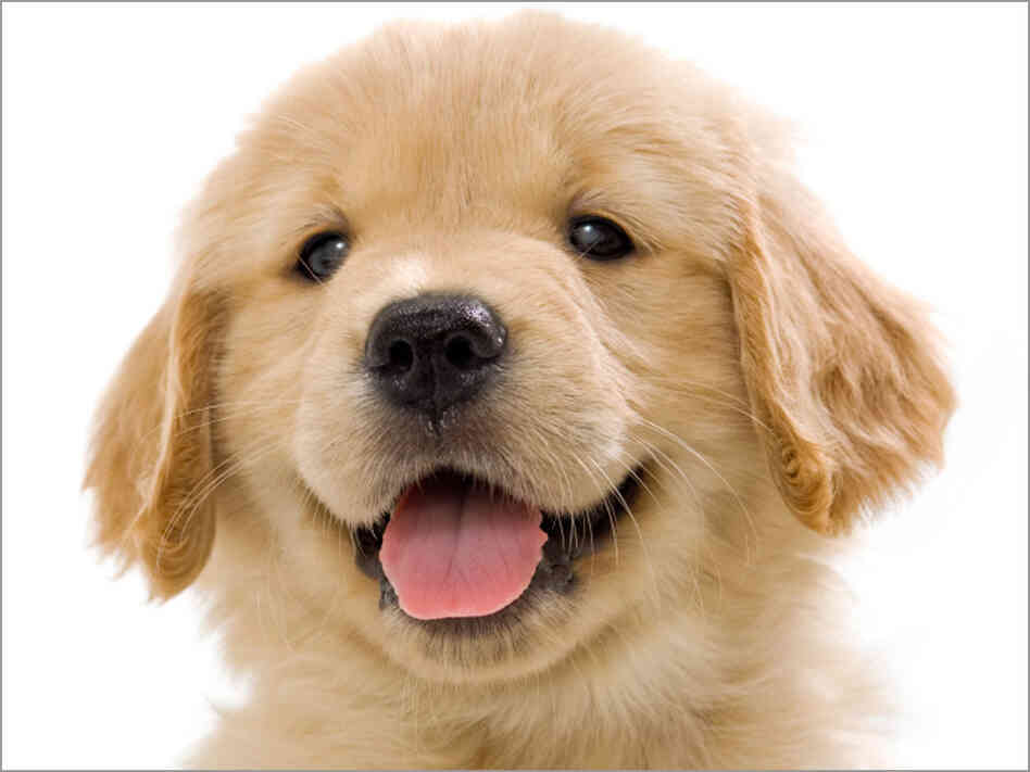 Puppy Puppy