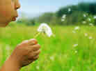A child blows dandelion seeds across a meadow.