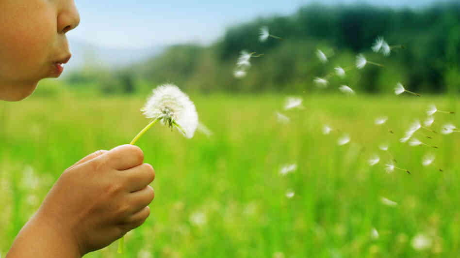 A child blows dandelion seeds across a meadow. A child blows dandelion seeds across a meadow.