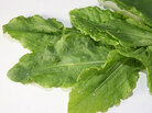 Sorrel Sorrel