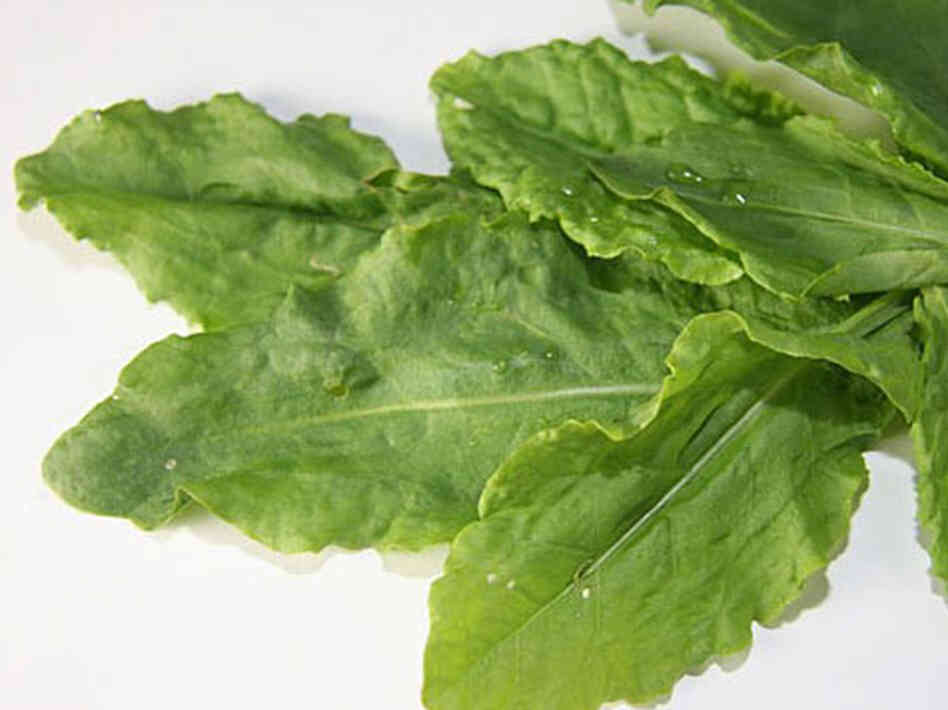 Sorrel