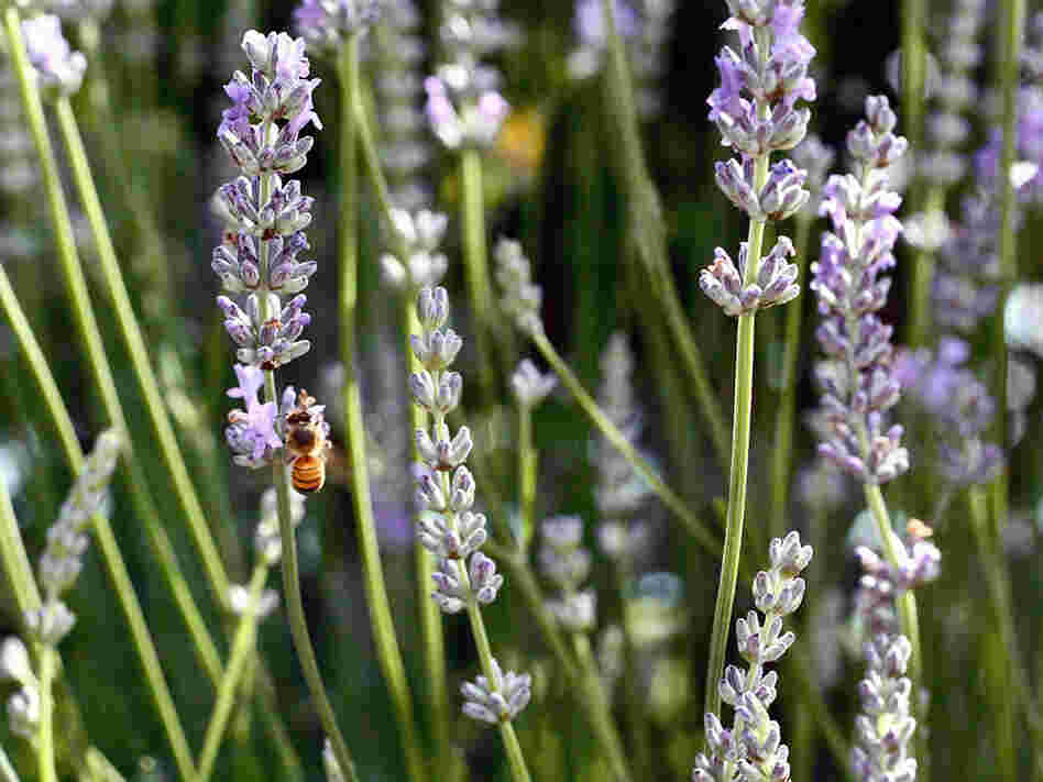 Lavender