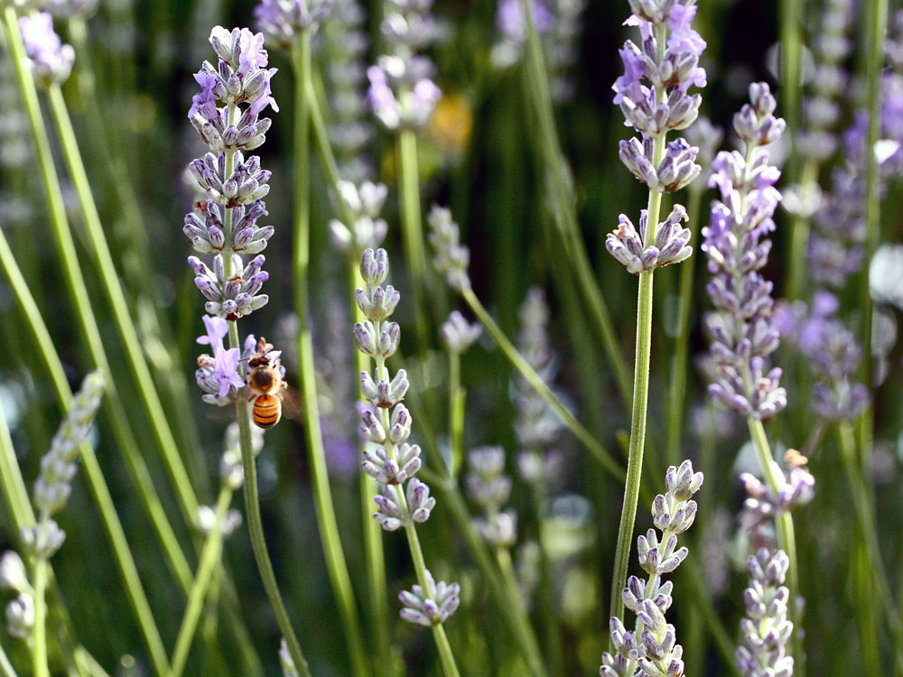 Falling In Love With Lavender