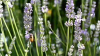 Falling In Love With Lavender