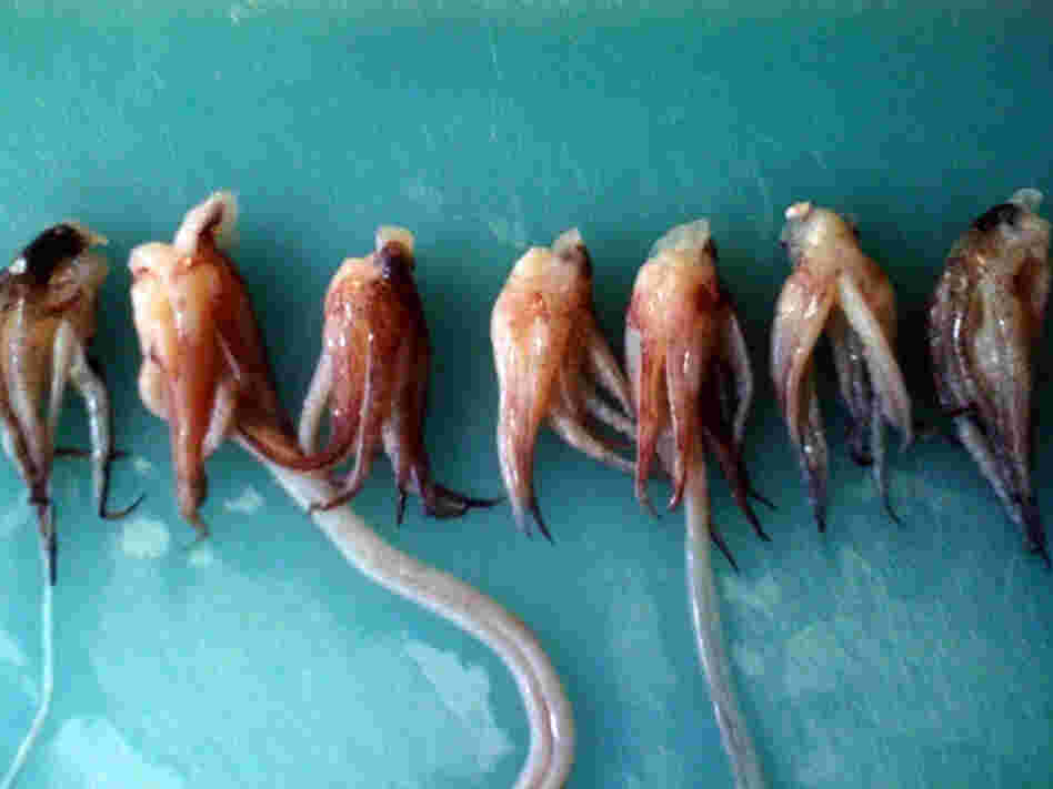 Calamari crowns