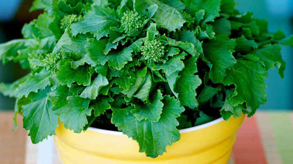 A bunch of broccoli rabe sits in a yellow bowl