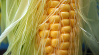 Lessons From A Corny Childhood