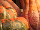 A closeup of several winter squash varieties A closeup of several winter squash varieties