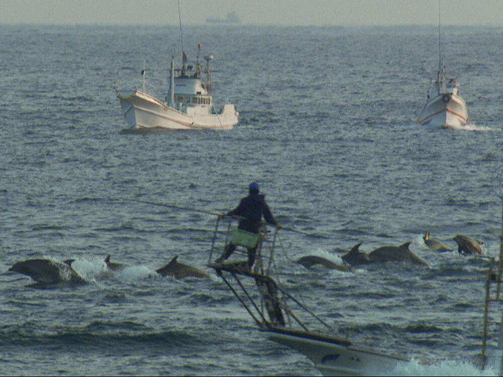 Japanese fishermen drive dolphins into the cove for capture or slaughter.
