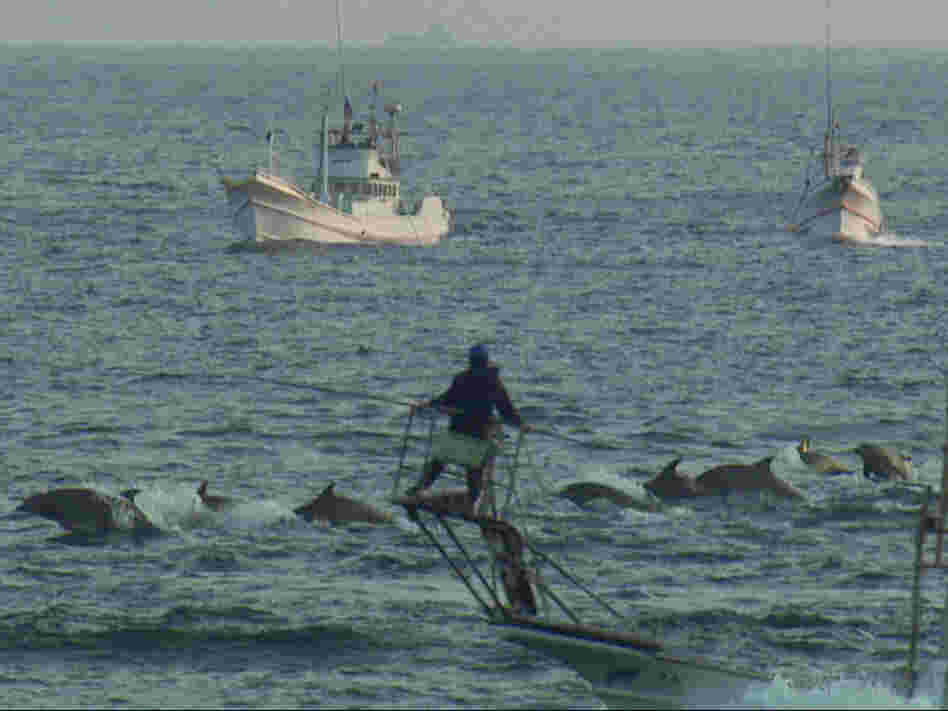 Japanese fishermen drive dolphins into the cove for capture or slaughter.