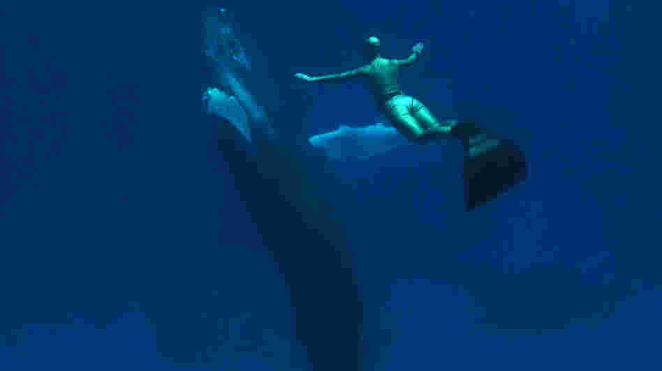 WIDE: Mandy-Rae Cruikshank in 'The Cove'