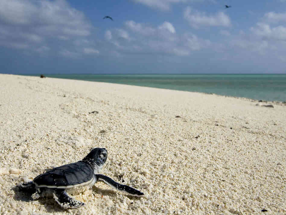 Baby Turtle