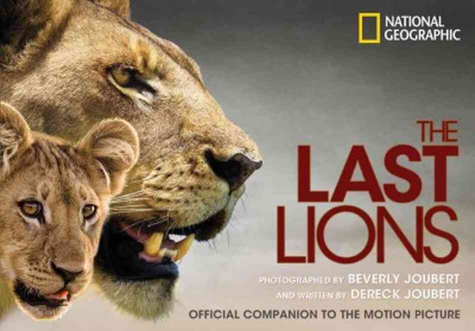 The Last Lions The Last Lions