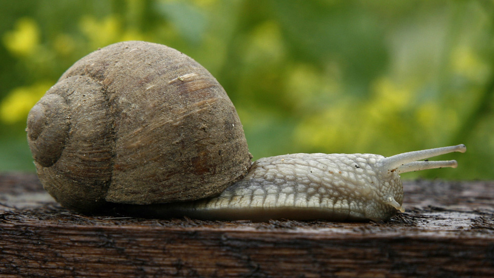 A helix pomatia snail at a breeding farm in Gruenstadt-Asselheim, southwestern Germany in 2007. Photo: TORSTEN SILZ/AFP/Getty Images.